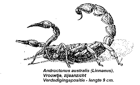 Androctunus